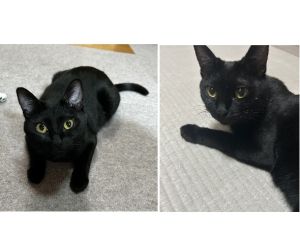 お嬢（大仙市）我が家に来て一年になりました。先住猫のお兄ちゃん達より一回り小さいですが自ら飛び掛かったり追いかけたりと物凄く活発なお転婆娘に成長しました。ドタバタ忙しないですが楽しく過ごしております。