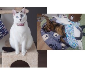 百花(モカ)（秋田市）百花が我が家に来てくれてから１年が過ぎました。体重も5kgとなりちょっとおデブちゃんですが、毎日走ったりジャンプしたりと元気に過ごしています。先住のお姉ちゃん猫ともすっかり仲良くなり、時には甘えておっぱいを探している事も…たくさんお喋りしてくれる甘えっ子ちゃんになりました。これからも元気で楽しく過ごしていこうね♪素敵なご縁をありがとうございました。