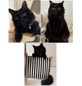 もずく（秋田市）かわいいかわいいもずく君！ウチの子になって1年になります。来た時から、ずっとウチにいた？って感じの子でしたが、今でもそのままです。お客さんが来ると、誰にでもウエルカムで、遊んで！撫でて！と向かっていきます。猫は人見知りさんが多いと思ってたのでコレにはびっくり！お客さんに可愛がってもらって満足してるみたいですけどね笑来た頃からの噛みグセが治らず、色んなものが穴だらけになってしまってますが…笑これからも元気に先住猫と毎日運動会をしながら長生きしてもらいたいです。