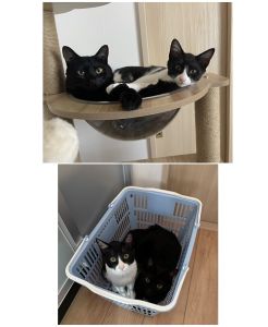 ジャック（大仙市）正式譲渡から2ヶ月が経ちました！最初は威嚇してばかりで仲良くできるか不安でしたが、今では先住猫とも仲良く一緒に寝たりと仲良くしています！毎日走り回り、とても元気にすくすく育っています！