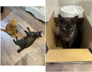 ごまもち（秋田市）とにかく食いしん坊で、1歳以上離れている先住猫(こむぎ)の体重をあっという間に追い越してしまいました。毎日のように2匹で戯れあって仲良く暮らしています。