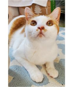 らむね（三種町）らむねがうちに来て１年。最初はカリカリがなかなか食べれず、水もうまく飲めず心配しましたが、少しずつ上手になって来ました。毎日おもちゃ遊びやバードウォッチングに夢中。何より先住猫が大好きで、いつも仲良くくっついています。