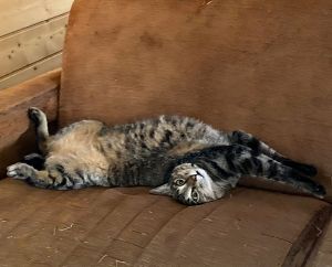 福（秋田市）あっという間に一年が経ちました。病気や怪我もなく元気に過ごしています。