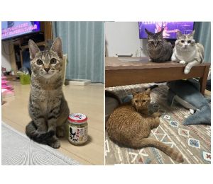 なっつ（由利本荘市）うちになっつが来てから、あっと言う間に1年が過ぎました。２匹いる先住猫とは仲良く昼寝したり、一緒におやつをおねだりしに来たりして、とても可愛いです。やんちゃななっつですが、癒される時間が増えました。なっつと出会えて本当に良かった。ありがとうございました。