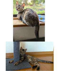 もなか（北秋田市）もなかと家族になって、あっという間に２ヶ月！毎日元気！遊ぶの大好き、いたずら大好き笑素敵なご縁に感謝です。