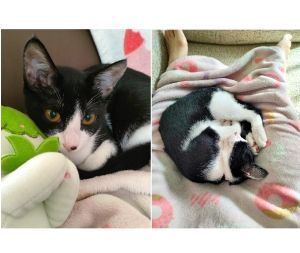 くろみつ（秋田市）我が家に来て2ヶ月が経ちました。体重は2kgを超え体も大きく成長し、毎日元気に走り回って遊んでいます。人懐っこい性格のため来客にも動じずなでなでさせてくれます。病院でまさかの女の子と判明し驚きましたが(笑)性別関係なく可愛いですし、くろみつが家族になってくれて嬉しいです。