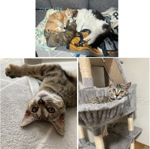 きい（潟上市）我が家にきいが来て、２ヶ月が過ぎました。最初は先住猫と仲良く出来るか心配でしたが、時々ケンカはするものの、先輩猫の後を付いて何でも真似をしています。犬猫ネットワークの皆様、保護主様、素敵なご縁をありがとうございました。