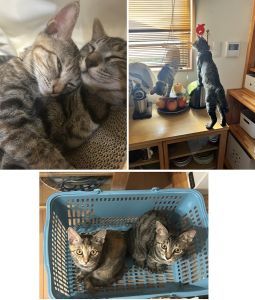 琥珀・翠（秋田市）2匹とっても仲良しで日々追っ掛けっこしています！琥珀は賢く手も器用で棚のオヤツを探し当てます。可愛く甘えて鳴きます＾＾翠はよく食べるので身体が大きく3キロ越えました。まったりな性格ですが脚力やパワーはありゲージの隙間から無理矢理出たりします。