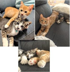 来(キジ白）・福(茶白）（湯沢市）来と福が我が家に来てから２ヶ月が経ちました!毎日、運動会をしている元気いっぱいの仲良し兄弟です。譲渡されてからトイレの失敗も一度もなく、お留守番もちゃんと出来る賢い子達です。素敵な出会いをありがとうございました、今後もこの子たちと楽しく過ごしていきます！