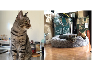 ドリー（仙北市）ワンコと一緒に仲良く？過ごしてます。少し優し過ぎるのか何をされても怒りません。食欲はかなりあります、おもちゃ遊びも大好きですが、2人で運動会を毎日しています。猫ちゃんは初めてで学ぶことだらけですが、楽しい時間をもらってます。