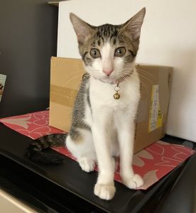 ユキ（秋田市）少し小柄ですが毎日オモチャで遊んで元気に飛び跳ねています　体重は1400gになりました