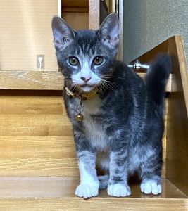 ムギ（秋田市）毎日　元気に　よく遊び　たくさん寝て食欲旺盛で体重も2キロを超えました来月には去勢手術を予定しています