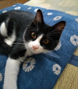 風太（秋田市）とても元気に走り回り先住猫と追っかけっこしています。食欲も旺盛でいっぱい食べます。