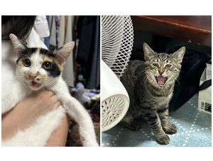 シオン・レオン（横手市）２匹が家に来てから２ヶ月が経ち、少しずつ家に慣れてきてくれて、愛らしさに家族一同癒されています。２匹に出会えたこと、その機会を提供くださったことにとても感謝しています。