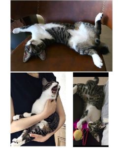 パク君（秋田市）わんぱくパク君が来て2週間、毎日賑やかで、今日のパク君はこうだった、あれやらかした、と家族間の会話も増えました！わんぱくゆえに預かる大変さもありますが、可愛いから良しです!パク君を譲ってくれてありがとうございました！