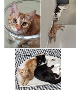 あんず（秋田市）あんずが来てから２ヶ月がたちました。体重は１kg程度だったのが、2.1kgまで増えました。毎日元気に走りまわっています。先住猫との相性が心配でしたが、全く問題ありませんでした。最初はすごく大人しいお嬢様かなと思いましたが、いたずらが大好きなおてんば娘です。大きな音にもビビらず、誰が来ても隠れる事も無く、大人しく抱っこされたりする人懐っこい子です。これからマイクロチップと避妊手術の予定です。