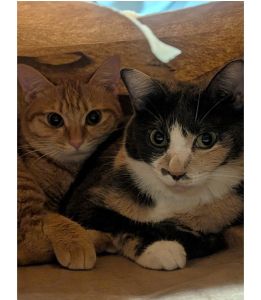 ちゃら・こむぎ（滝沢市）家族になって3年と1年になりました毎日、仲良く運動会してますよ!