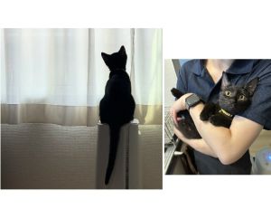 コロン（にかほ市）コロンが来て2ヶ月が経ちました。おもちゃで遊ぶのが大好きで、ご飯ももりもり食べます。夜になると寝室に行こうと誘導してきて私たちの間でぐっすり寝ます。すごくやんちゃだけど甘えん坊で撫でるとすぐゴロゴロするコロンに毎日癒されています。後からお迎えした猫ちゃんとも仲良くなってくれて、追いかけっこをしたりお互いを舐めあったり寄り添って寝たりしています。素敵な出会いを本当にありがとうございます。