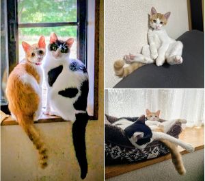 るる・ボブ（能代市）るるがお家に来てもうすぐ2年、ボブは２ヶ月になります。すぐ仲良しになって、毎日二匹で走りまわっております。ビビりちゃんのるるは、ボブが来てから、少しだけですが、活発になりました。ボブは、ヤンチャで元気いっぱいです。