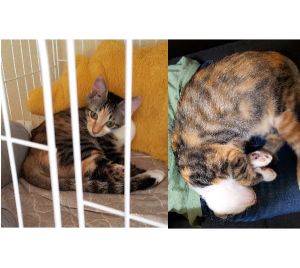 らむ（能代市）悪戯っ子で甘えん坊です