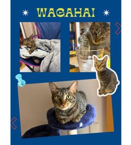 吾輩（秋田市）我が家で初めて飼い始めた猫「吾輩」が来て、早くも一年が経ちました。とても人懐こい猫で、家族の帰りや寝室から出る時は必ず扉の前で待っていてくれます。黙って見つめるとすぐにゴロンと転がって、話しかけると「にゃー」と返事をしてくれます。もうすっかり家族の一員で我が家のムードメーカーです。吾輩のために今日も働こう！と元気とやる気を貰えます。笑これからも大事にしていきます。素敵な出会いをありがとうございました。