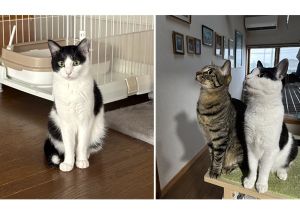 ミケランジェロ（能代市）ミケランジェロがわが家に来てもう一年です。毎日が賑やかで、あっという間に過ぎました。オモチャとお尻トントンが大好きな甘えん坊に育ちました。これからも、ずーっと楽しく暮らそうね。