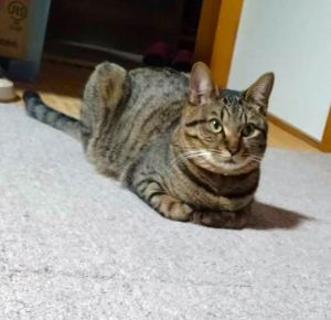 とら（大仙市）とらが家に来てから1年になりました。今年初めての夏なので熱中症にならないかとても心配していましたが、食欲もあり元気に過ごしていたので安心しています。とらと出会えて心から感謝しています。