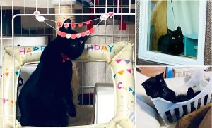 リオ（由利本荘市）早いもので、リオが家にやってきてもうすぐ1年です。来た翌日からずっとゴロゴロゴロゴロ言っていましたが、今でも相変わらずの甘えん坊で家族のアイドルです。1歳になって少し大人になったのかと思いきや、以前よりももっと鳴くようになり、たくさんお喋りをしてくれます。これからもたくさん遊ぼうね。