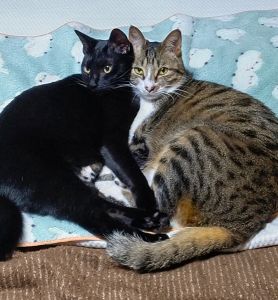 ここち（潟上市）チョーびびりだけど甘えん坊で自己主張が強い子です