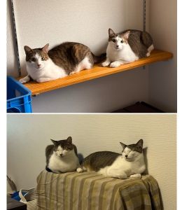 きなこ・紋治郎（横手市）1年が経ちました。紋治郎は甘えんぼさんの食いしんぼうです。きなこはツンデレでおもちゃで遊ぶのか大好きです。いつも2人は一緒で仲良く過ごしています。この子達が来てくれて本当に幸せです。これからも元気に過ごせますように。