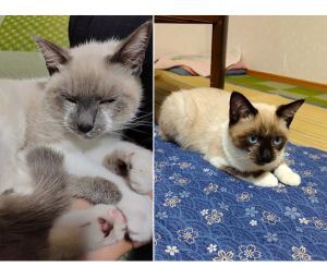 マロ・アオ（羽後町）いつも一緒のアオとマロです。姿が見えないと探しに行くほど仲良しの兄弟です。先住猫に怒られながらも元気に運動会です。甘えん坊のアオと好奇心旺盛なマロ、先住猫と3匹に出会えたことに感謝です。ありがとうございました。