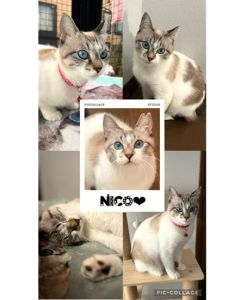 にこちゃん(秋田市）にこちゃんが我が家の家族になって2ヶ月がたちました。始めての猫ちゃんとの暮らしで心配ばかりの毎日でしたが、にこちゃんと一緒に過ごしながら私達も少しずつ慣れてきています。毎日違う発見ばかりでにこちゃんのおかげで楽しく過ごしています。これからも大切に大事にしていきます。出会いに心から感謝しています。