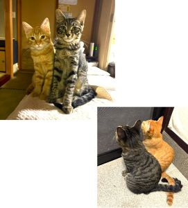 ミー・ルーク（男鹿市）いつもふたり一緒にいます。最近は、羽付きのおもちゃがお気に入りです。よく食べ、よく寝、よく遊び、活発に成長しています。