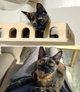 あずき（秋田市）お迎えして２ヶ月と数日が経ちましたが、すっかり我が家のお姫様です。活発でいたずら好き、興奮すると噛み癖が出てしまうことがありますが、とにかく人間が大好きで、よく膝やお腹の上に乗ってきては、遊んだり寝たりしています。初対面の人にも全く人見知りしません。トイレや留守番、病院なども特に苦労することがなく、大変助かっております。これからどう成長していくのかが、とても楽しみです。これからもよろしくね！