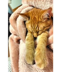 ほたて(大館市）兄弟同士（25-K24）とても元気に毎日遊んでいます。甘えんぼうです。すくすく大きくなっています。