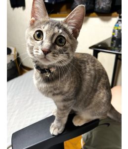 フブキ（秋田市）ごはんもいいけど、遊びたい！とカリカリを咥えながら走り回ってますw疲れると飼い主の横でお腹を見せながら爆睡してますwうちにきてくれて家の中も賑やかになりました！