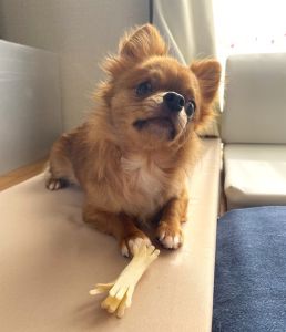 ミーコ（秋田市）新しい環境にもだいぶ慣れてきて、家の中を歩き回ったり、家族が帰ってくると飛び跳ねて喜んだりしています。カリカリはお湯で少しふやかしたものを食べています。今はヒート中ですが、元気に過ごしています。