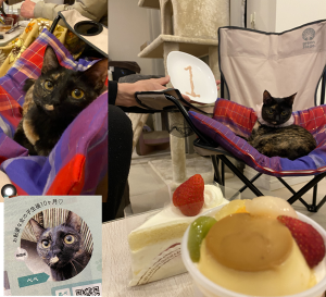 べべ（秋田市）我が家来て放たれた瞬間からゴロゴロスリスリしてました。スポンジの小さいボールが宝物の様でずっと大切にしてます。1人サッカー大好きです。どこを触られても怒りません。嬉しい時はペロペロしてくれます。食欲もあり、おやつもよく食べます。マイクロチップ、ワクチンも終わりました。病院も暴れず優秀な様です。元気な良い子に育ってます、ありがとうございました。