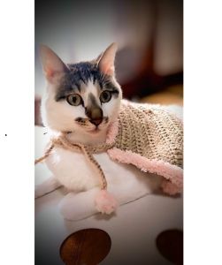 ばなな（湯沢市）2歳の成猫をお迎えしました。当初はシャーシャーしておりましたが、今ではすっかり慣れ、毎日おばあちゃんに抱っこをされています。日々いろいろな表情で私達を笑顔にしてくれます。サイトで見かけ、半年ほどお迎えについて考えましたが、素敵な出会いを与えてくださった保護主さんやスタッフの皆さんに本当に感謝しております。これからも家族として大事に過ごしていきたいと思います。