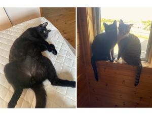 ジジ（秋田市）１歳を迎えました。お腹を出して寝るクセが強くて毎回笑わせてくれます。たまに破壊神に変貌して困りますが、家族に癒しを与えてくれるおもしろい子に育ちました。