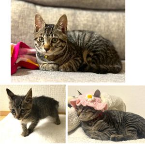 サリー（秋田市）8月に行われた譲渡会での出会いから2ヶ月が経ち、こんなに大きく成長しました。少しやんちゃし過ぎて大変なこともありますが、家族全員サリーがいる生活を楽しんでいます。