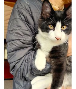 福ちゃん（横手市）2回目のワクチン接種しました。とても元気です。