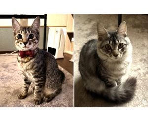 ルビ・アメ（秋田市）8月の譲渡会でお家に迎え入れました。とっても仲良しで、いつも一緒に寝て、遊んでます！性格は基本的に優しいですが、それぞれ違いがあったりして見てて癒されます。素敵な出会いに保護主様、いぬ・ねこネットワーク様に感謝です！