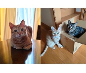 コテツ（秋田市）コテツが我が家に来て1年が経ちました。よく食べ元気いっぱい。先住猫とも追いかけっこしたり、寄り添って寛いだり、仲良く過ごしています。いたずらっ子で可愛いコテツ。ウチに来てくれてありがとう。