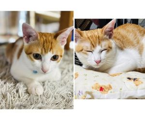 ちゃろ（秋田市）元気に走り回っています。去勢手術しました。