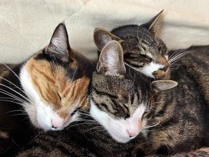 しま・育三郎・柴三郎（由利本荘市）11月17日 我が家にお迎えし1年経ちました。楽しく、賑やか毎日で、あっという間でした。先日、ワクチン接種に行ってきましたが、しま（4.7kg）育三郎（5.2kg）柴三郎（5kg）と、しっかり成長を感じました。保護主さん、本当にありがとうございました。大きくなりましたよ!!これからも、よろしくお願い致します。