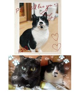 めめ（大仙市）顔の怪我で右目が見えないめめちゃん。そんな事はまったく感じられないほど元気に走り回ってはゴハンをモリモリ食べて、この3ヶ月で見事な貫禄が出ました！相変わらずの噛み癖で先輩クロちゃんからビシッと指導されてはいますが、なんやかんやでコタツでべったり寄り添って寝ています。この幸せな光景を見るたび、アゴに金具をつけるほど大怪我をしてからこんなに元気になるまで懸命にお世話をして下さった保護主さまに、感謝の思いでいっぱいになります。ご縁を繋げてくださったいぬねこネットワークの方々、本当にありがとうございました！