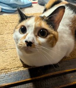 チョビ（秋田市）家に来てもうすぐ１年になります。家中走り回り元気いっぱいです！一緒にいるだけで癒されます。いぬ・ねこネットワーク様素敵な出会いをありがとうございました。