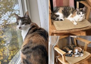 みみ（秋田市）こんなに大きくなりました。イケメンの女の子　みみです。ツンデレなところもありますが、いつもみんなを笑顔にしてくれるかけがえのない家族です。