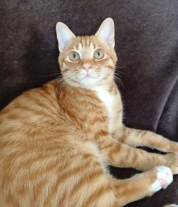 ビート（秋田市）ビートが我が家に来て３ヶ月がたちました。まだ、３ヶ月？と思うほど馴染んでます。先住猫とも仲良く出来て安心してます。このご縁を大切にしていきたいと思います。繋いで頂いてありがとうございました。